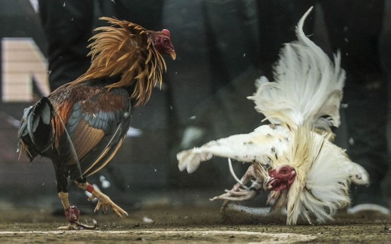 Cấu tạo và vai trò của cựa kim loại trong thi đấu